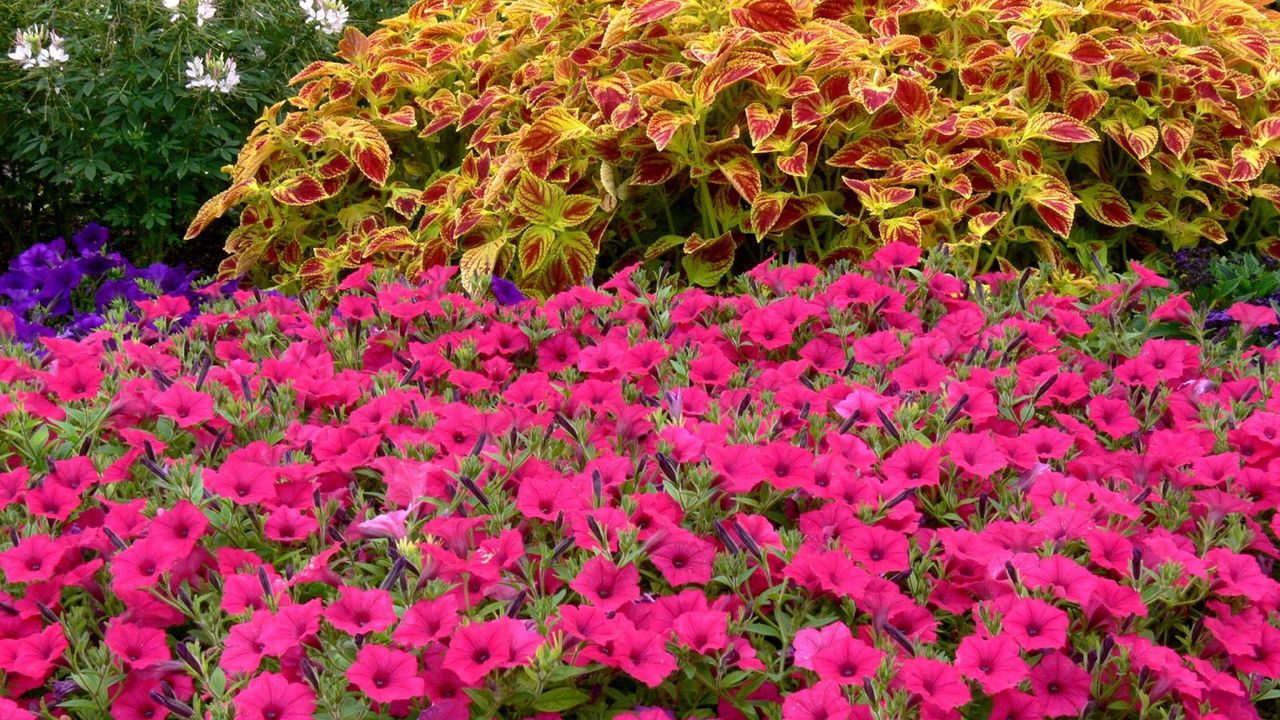 Wallpaper petunia, flower, flowerbed, green, beauty