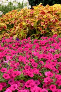 Preview wallpaper petunia, flower, flowerbed, green, beauty
