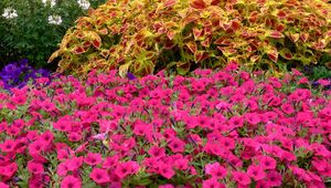 Preview wallpaper petunia, flower, flowerbed, green, beauty