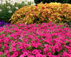 Preview wallpaper petunia, flower, flowerbed, green, beauty