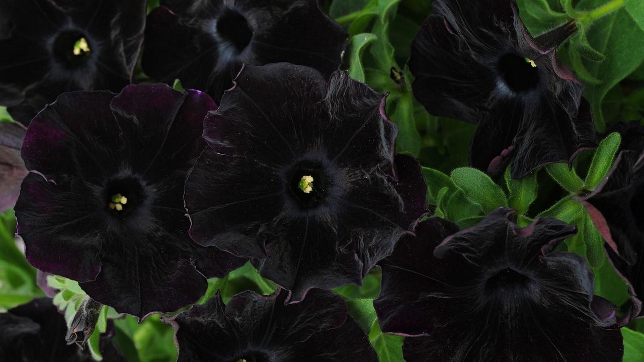 Wallpaper petunia, flowers, black, close-up