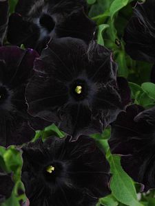 Preview wallpaper petunia, flowers, black, close-up