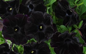 Preview wallpaper petunia, flowers, black, close-up