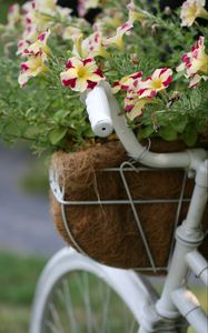 Preview wallpaper petunia, flowers, bloom, plant, decorative