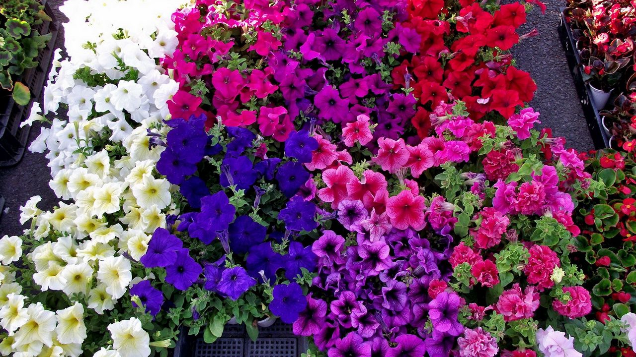 Wallpaper petunia, flowers, bright, colorful