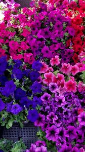 Preview wallpaper petunia, flowers, bright, colorful