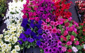 Preview wallpaper petunia, flowers, bright, colorful