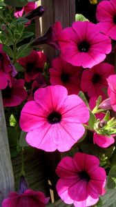 Preview wallpaper petunia, flowers, bright, colorful, sunny