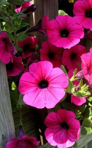 Preview wallpaper petunia, flowers, bright, colorful, sunny