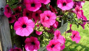 Preview wallpaper petunia, flowers, bright, colorful, sunny