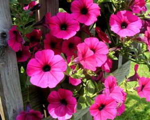Preview wallpaper petunia, flowers, bright, colorful, sunny