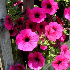 Preview wallpaper petunia, flowers, bright, colorful, sunny