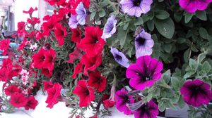 Preview wallpaper petunia, flowers, bright, colorful, leaves