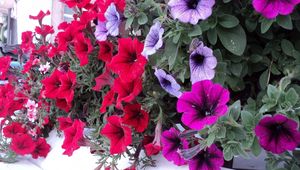 Preview wallpaper petunia, flowers, bright, colorful, leaves