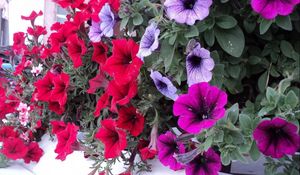 Preview wallpaper petunia, flowers, bright, colorful, leaves