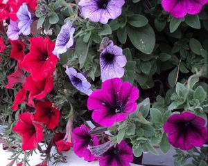 Preview wallpaper petunia, flowers, bright, colorful, leaves