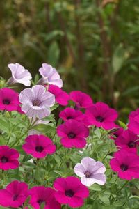 Preview wallpaper petunia, flowers, bright, flowerbed, green