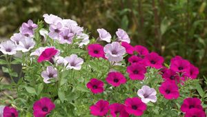 Preview wallpaper petunia, flowers, bright, flowerbed, green