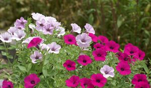 Preview wallpaper petunia, flowers, bright, flowerbed, green