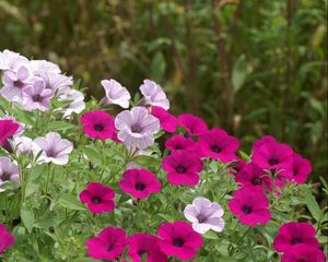 Preview wallpaper petunia, flowers, bright, flowerbed, green