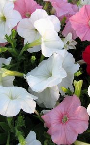 Preview wallpaper petunia, flowers, colorful, close-up