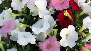 Preview wallpaper petunia, flowers, colorful, close-up