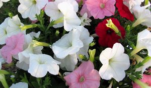 Preview wallpaper petunia, flowers, colorful, close-up