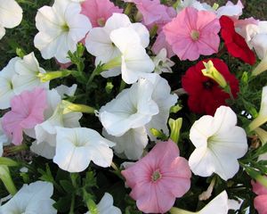 Preview wallpaper petunia, flowers, colorful, close-up