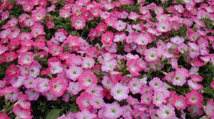 Preview wallpaper petunia, flowers, flowerbed, many