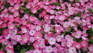 Preview wallpaper petunia, flowers, flowerbed, many