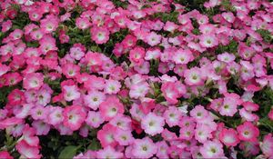 Preview wallpaper petunia, flowers, flowerbed, many