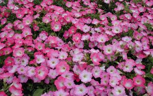 Preview wallpaper petunia, flowers, flowerbed, many