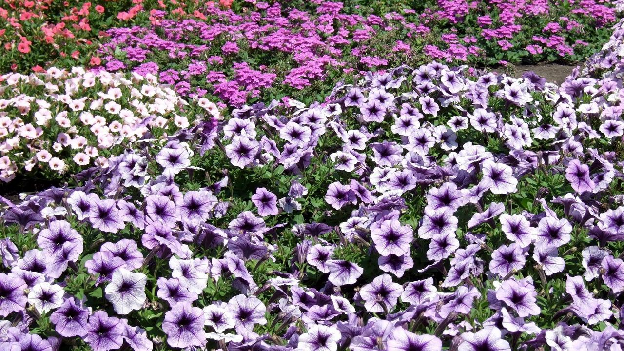 Wallpaper petunia flowers, flowerbed, much, bright