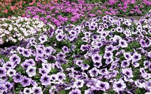 Preview wallpaper petunia flowers, flowerbed, much, bright
