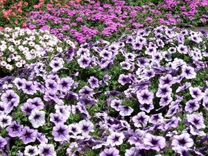 Preview wallpaper petunia flowers, flowerbed, much, bright
