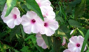 Preview wallpaper petunia, flowers, herbs, close-up