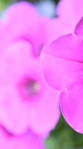 Preview wallpaper petunia, flowers, petals, pink