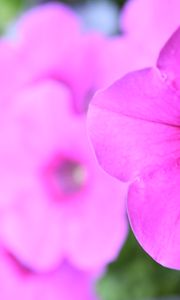 Preview wallpaper petunia, flowers, petals, pink