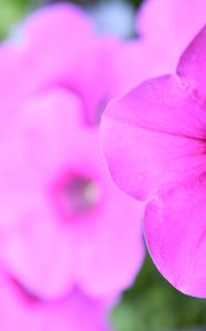 Preview wallpaper petunia, flowers, petals, pink