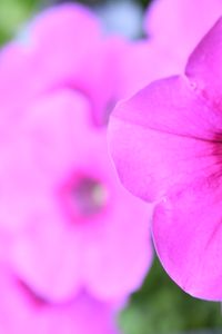 Preview wallpaper petunia, flowers, petals, pink