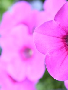 Preview wallpaper petunia, flowers, petals, pink