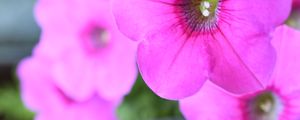 Preview wallpaper petunia, flowers, petals, pink