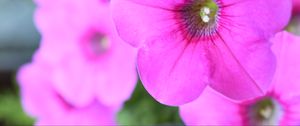 Preview wallpaper petunia, flowers, petals, pink