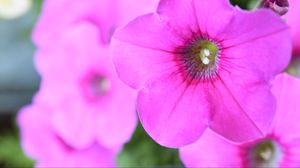 Preview wallpaper petunia, flowers, petals, pink