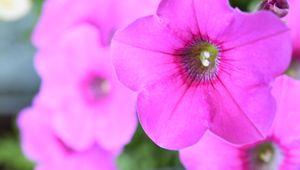 Preview wallpaper petunia, flowers, petals, pink