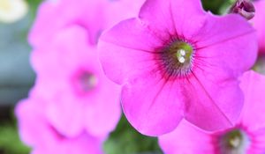 Preview wallpaper petunia, flowers, petals, pink