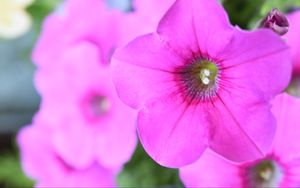 Preview wallpaper petunia, flowers, petals, pink