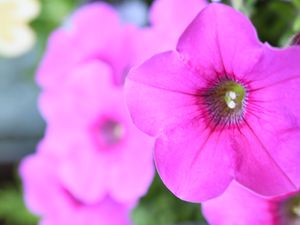 Preview wallpaper petunia, flowers, petals, pink