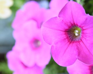 Preview wallpaper petunia, flowers, petals, pink