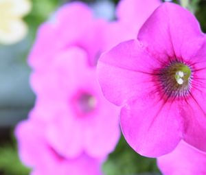 Preview wallpaper petunia, flowers, petals, pink